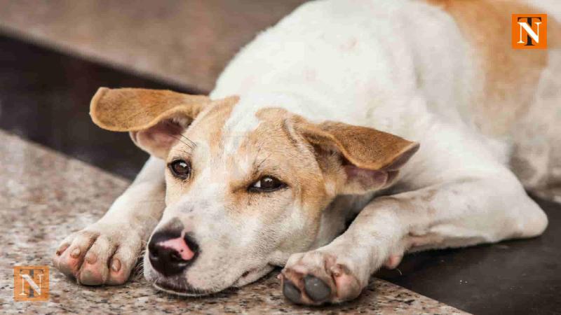 Justice Delayed: No FIR After Stray Dog and Feeder Assaulted in Nagpur